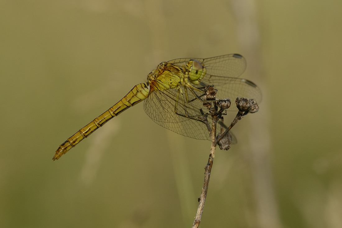 Sympetrum meridionale?